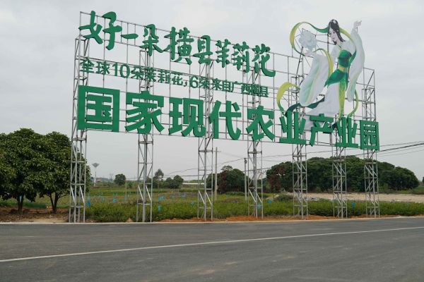 横县现代农业产业园: 产业延伸 聚集发展