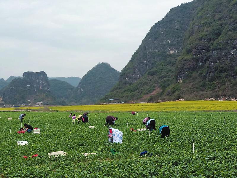 马山县永州镇防疫生产两不误