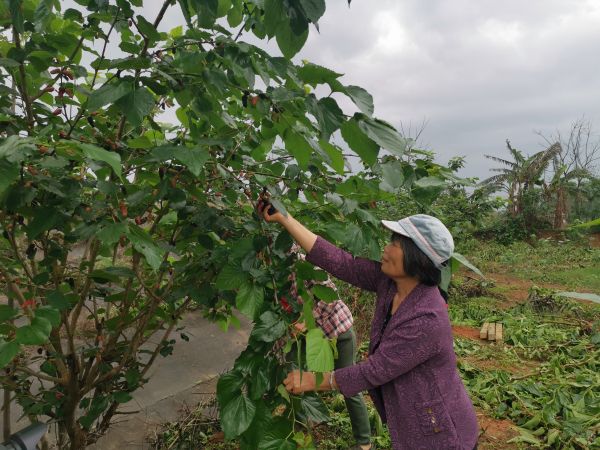 横县果桑种植助推乡村振兴