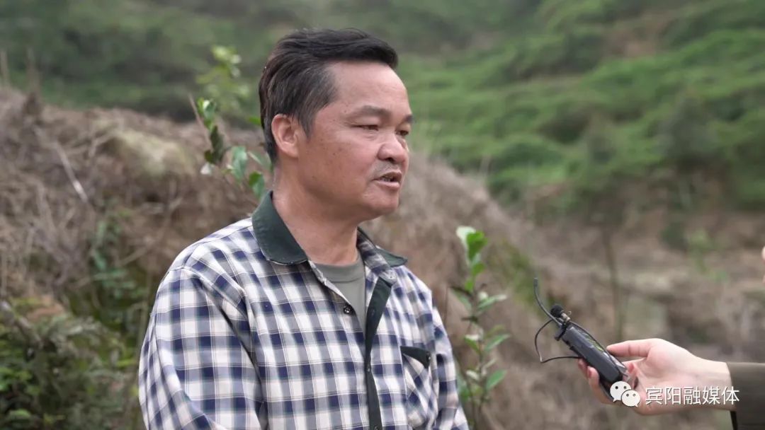 退桉种油茶宾阳陈平镇走旅油脱贫路绿色林业很靠谱