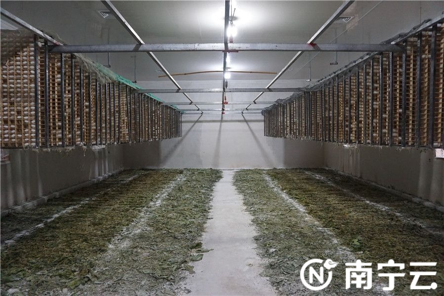 在中山村那志坡赖运升的养蚕室里,新一批桑蚕正上蔟作茧,平时村民还会