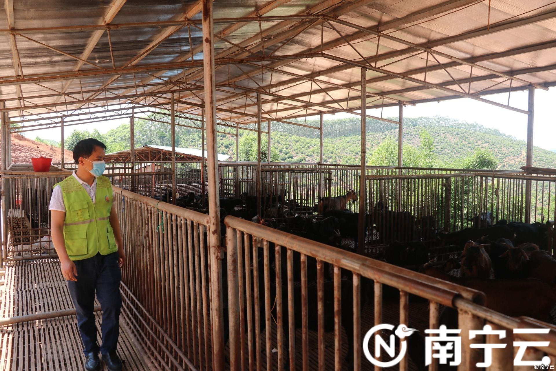 2018年,南宁经开区拨款8万元用于修缮羊圈,黑山羊们"在家"时,再也不怕