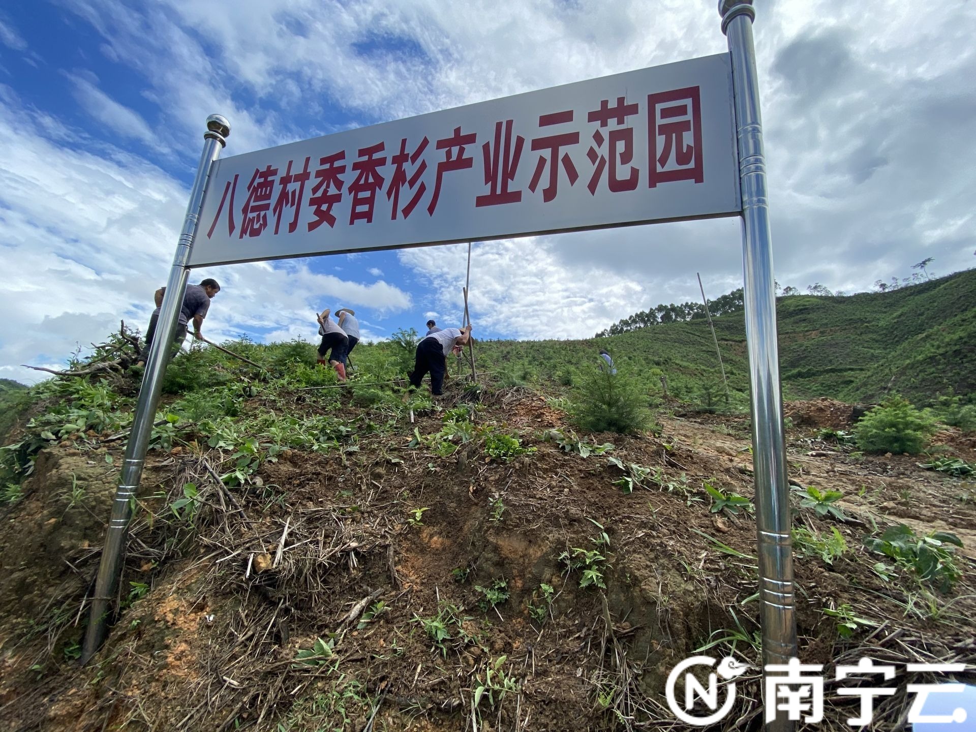 千名记者一线行|宾阳县甘棠镇八德村:香杉产业让绿水青山秒变金山银山