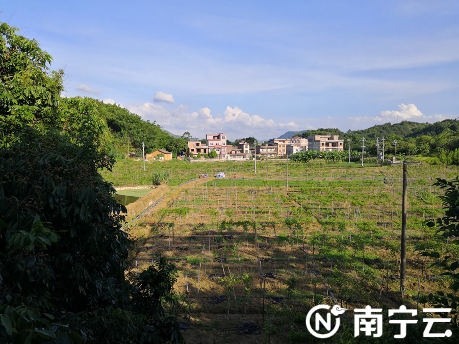 横县马山镇新龙村百香果种植扶贫示范园.记者 韦玮 摄