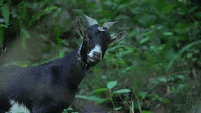 要闻 马山黑山羊 马山是中国黑山羊之乡,马山黑山羊是马山县三宝之首.