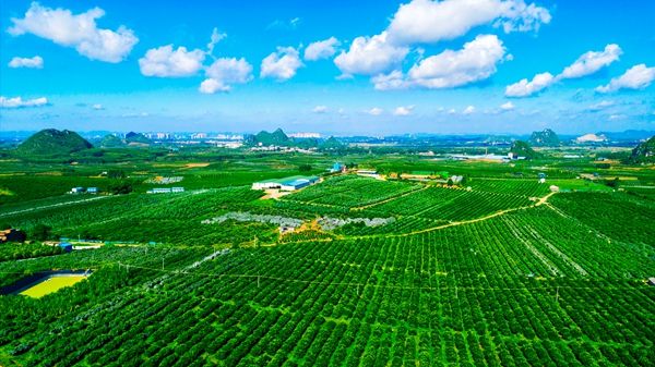 千亩沃柑,城厢镇鸣鸣果园全景图.梁挺摄