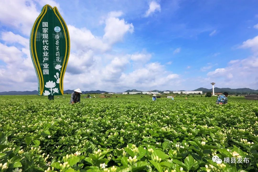 茉莉花正开横州市开来
