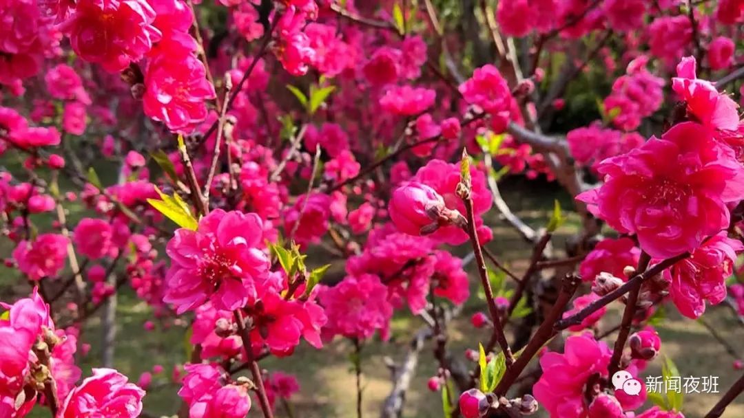 青秀山风景区:桃花朵朵开 好运连连来