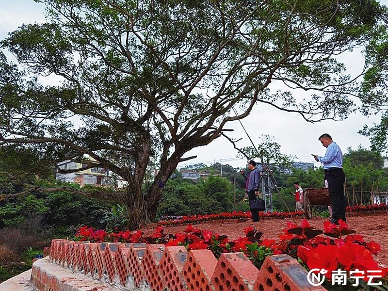 那楼镇棠梨村江万坡经济能人们带头捐资,在树龄超过180年的小叶榕树下