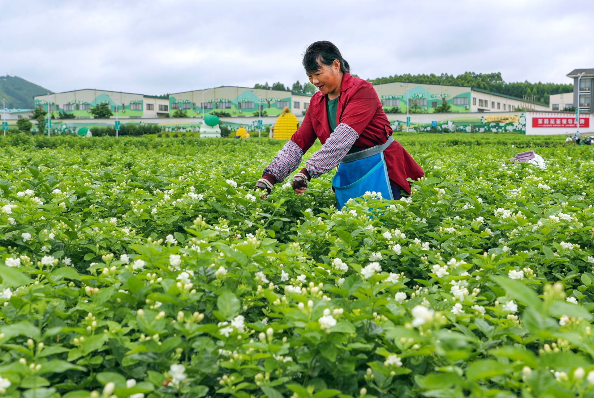 横州市茉莉花价格持续走高市场交易火热