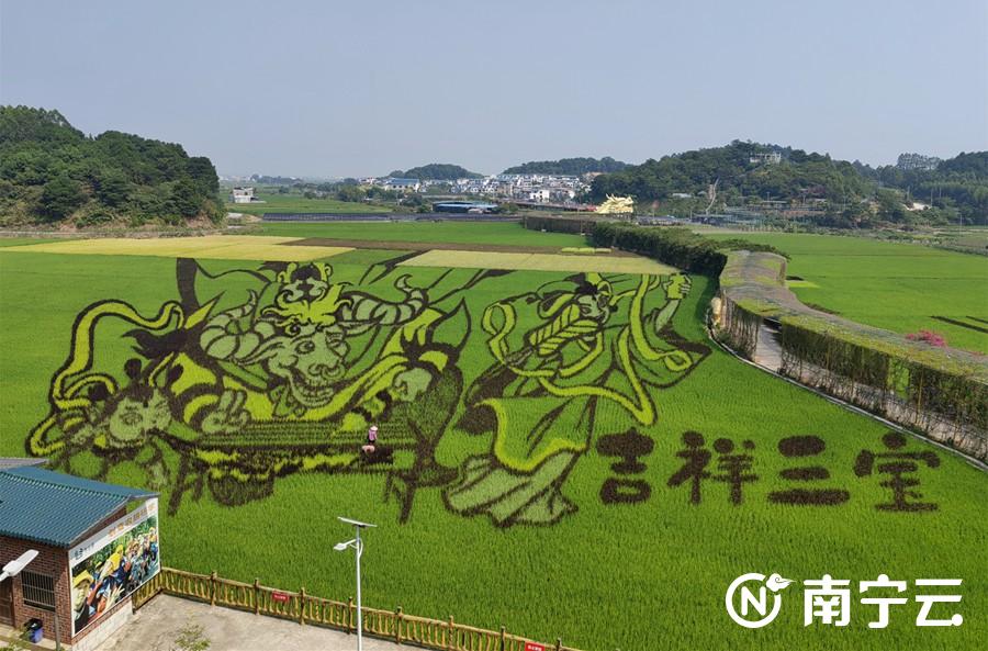 正值最佳观赏期宾阳县大陆村稻田艺术画上新了