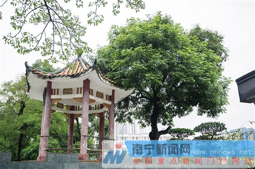 见证中柬友谊 南宁五中两棵毛红椿被称“总理树”