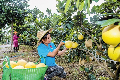 烟农水果园的三红蜜柚已成熟