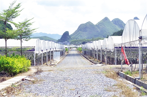 马山县大力发展现代特色种植养殖业,图为乔利乡火龙果基地.