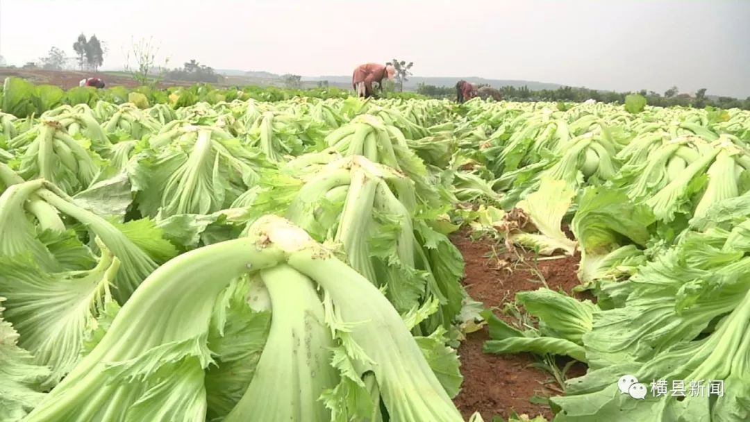 肉芥菜石塘镇古逢村肉芥菜采收上市