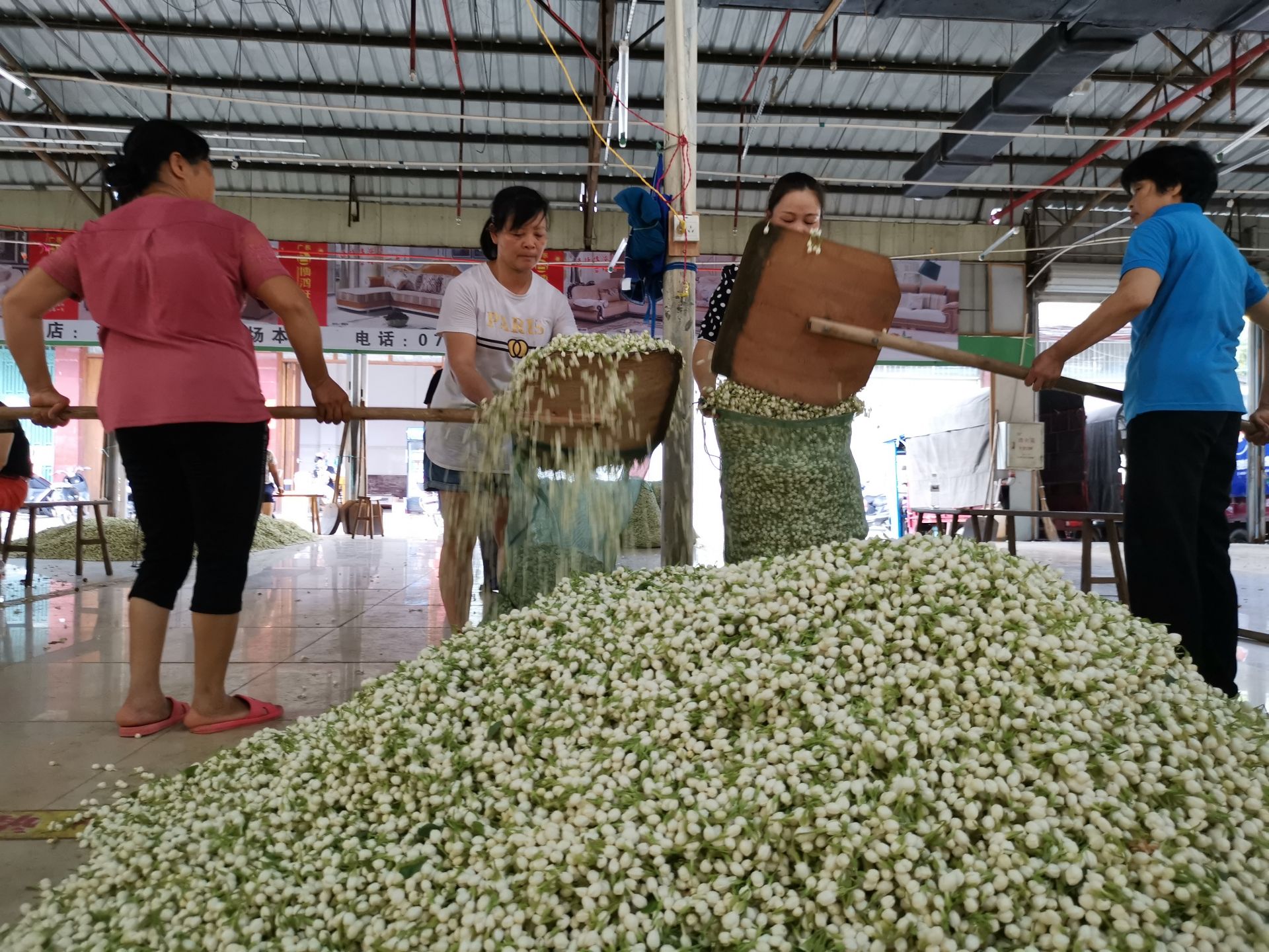 一朵横县茉莉花丨万亩茉莉奏响乡村振兴的幸福赞歌_横州市融媒体中心