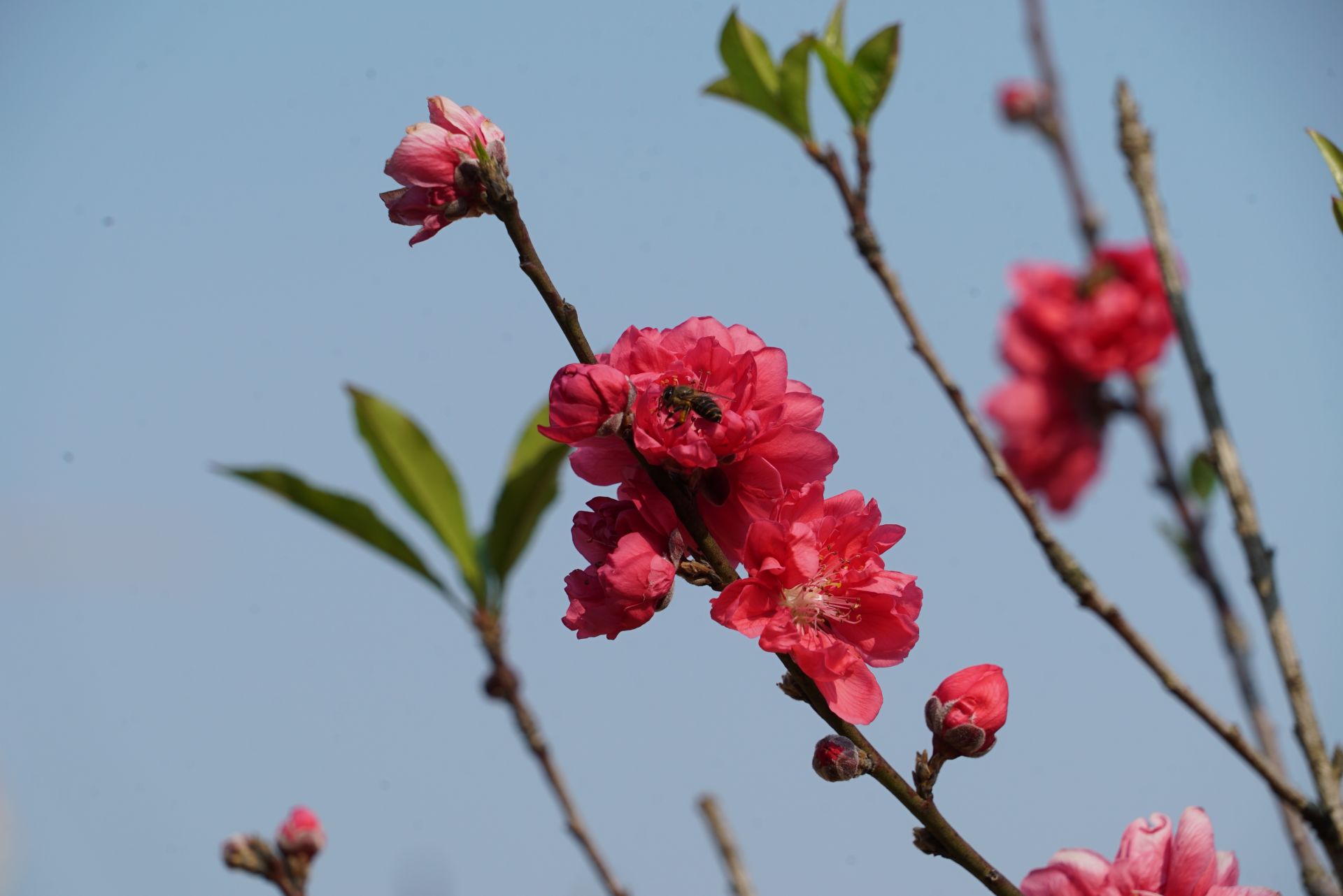 横县百花盛开春意浓!