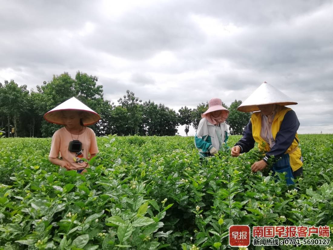 西津茉莉花生产数字化基地,了解横县茉莉花产业发展和带动农民增收