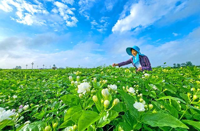 探访广西横州茉莉花产业发展密码