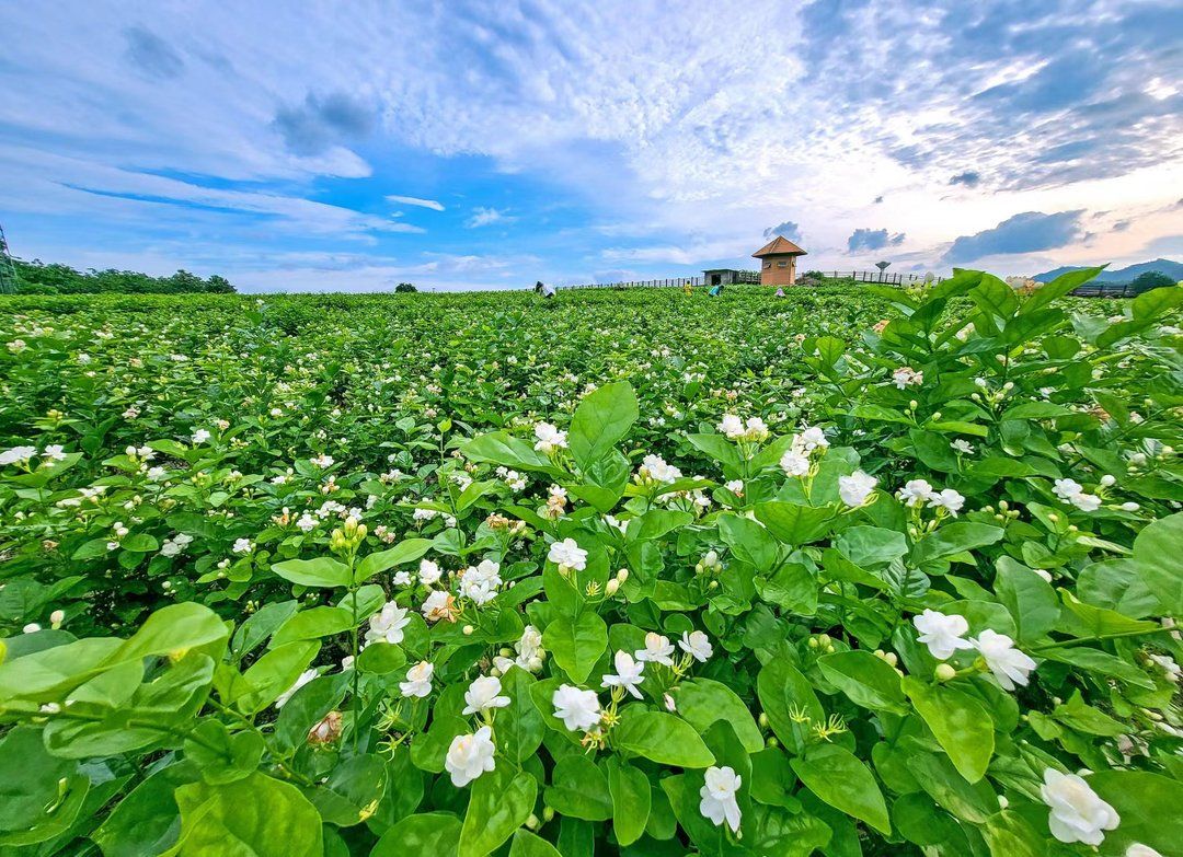 2021年,横州市茉莉花种植面积约12.5万亩,年产茉莉鲜花10.