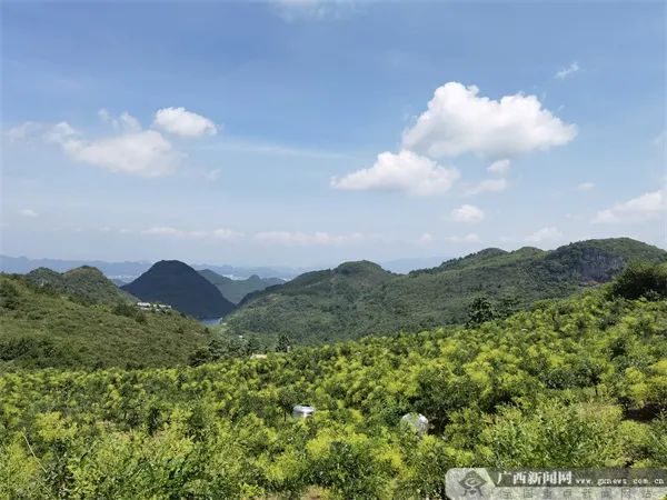 金槐种植技术
