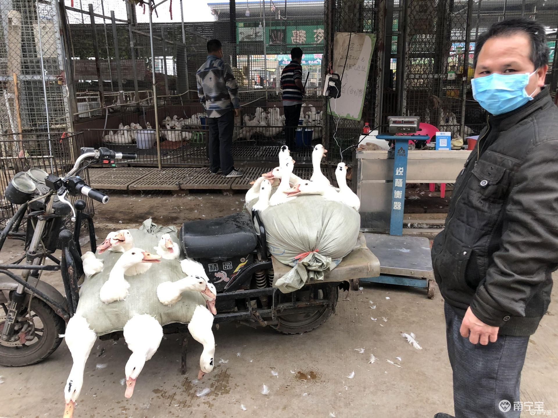 南宁市某家禽养殖公司的工作人员韦女士告诉记者，这与疫情导致市场不开