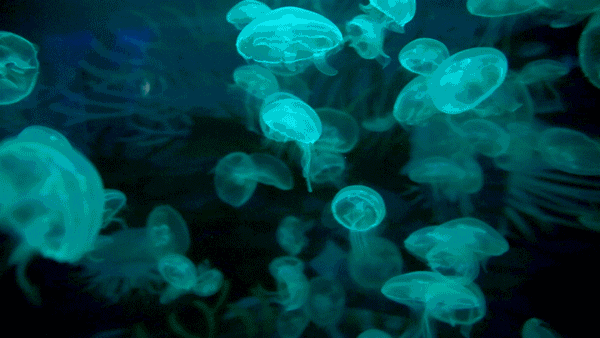 壁纸 海底 海底世界 海洋馆 水族馆 600_338 gif 动态图 动图