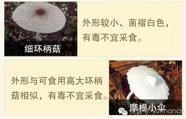 通报来了恭城19人误食野生菌中毒1人仍昏迷