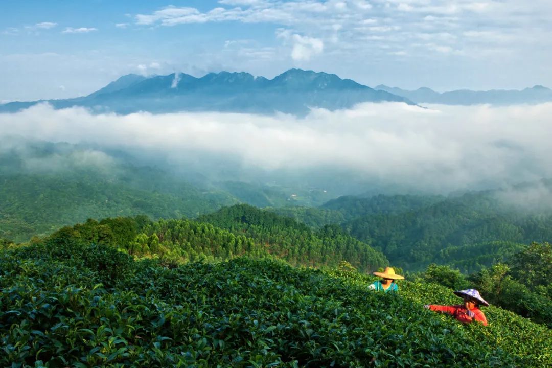 故乡茶博园 故乡茶博园在昭平镇马圣村内, 茶园形如马蹄,周高中低