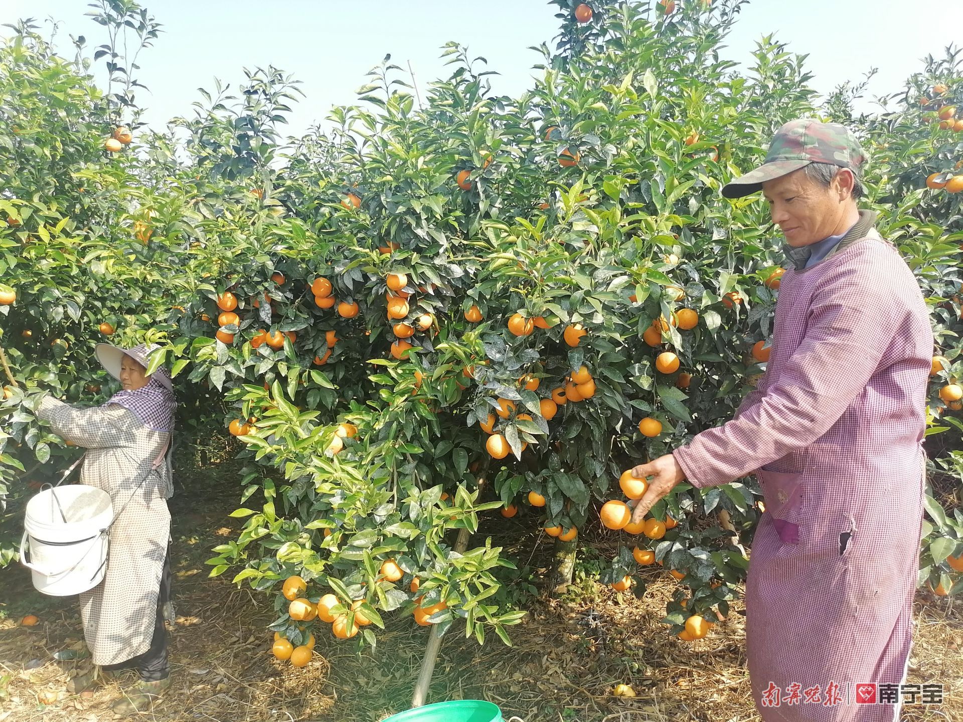 南宁水果种植全指南：从基地直供到采摘园，解锁广西水果产业的甜蜜密码