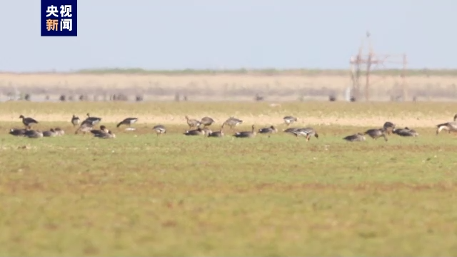 鄱阳湖保护区已监测到52种越冬水鸟 数量超12万只