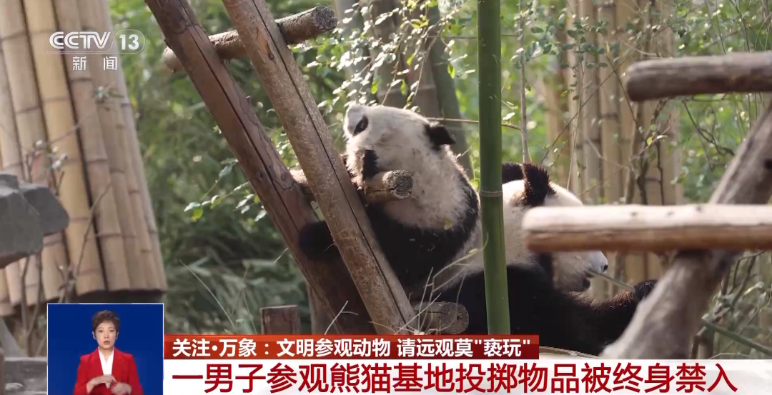 又有游客被终身禁入！为什么不能随意投喂大熊猫？