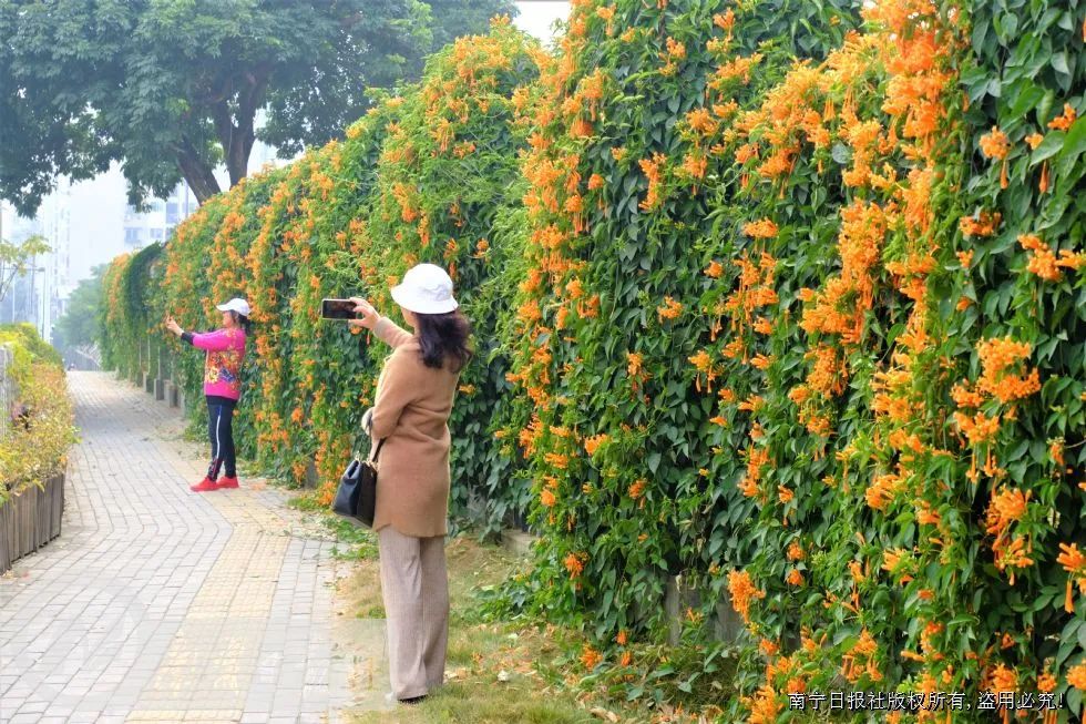 南宁市金花茶公园500多个品种的茶花邀请市民来观赏.